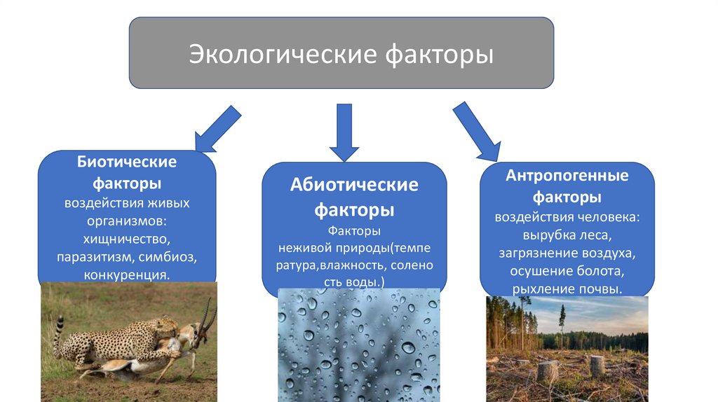 Вода биотический фактор среды. Экологические факторы. Биотические экологические факторы. Абиотические биотические и антропогенные факторы. Абиотические и биотические экологические факторы.
