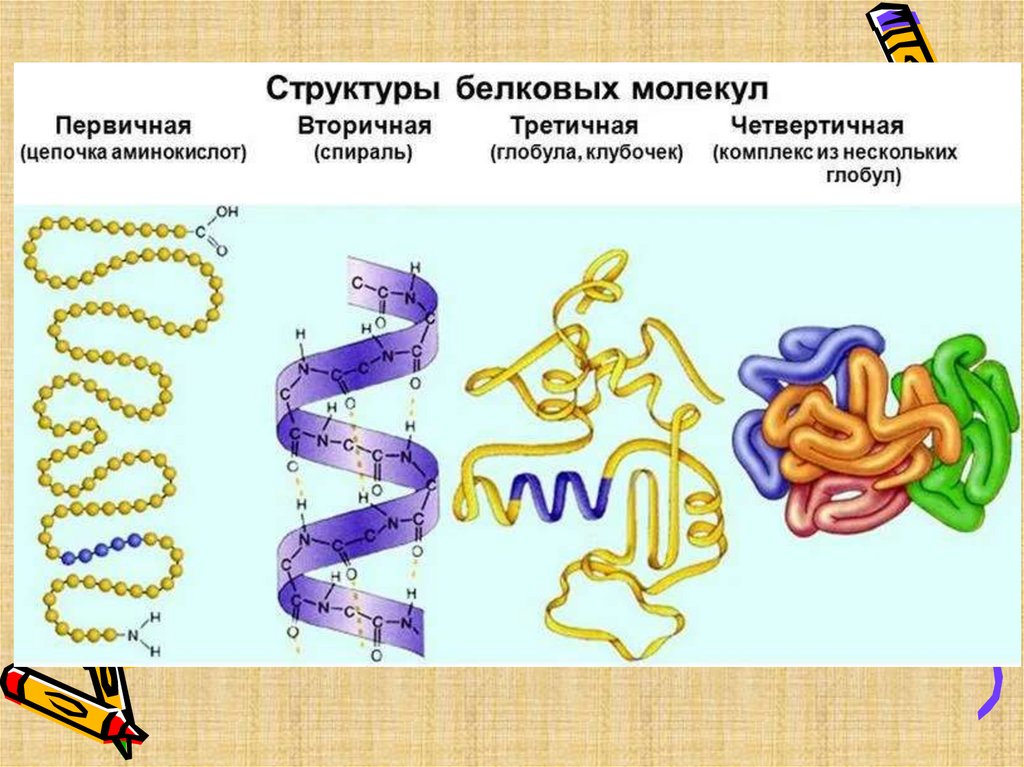 Формы белковых молекул. Формы белков. Строение белков. Формы молекул белков. Образование первичной структуры белка.
