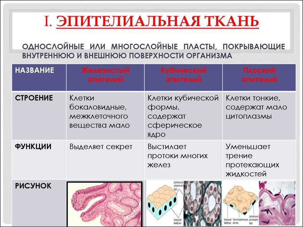 Ткани человека таблица 8 класс с рисунками