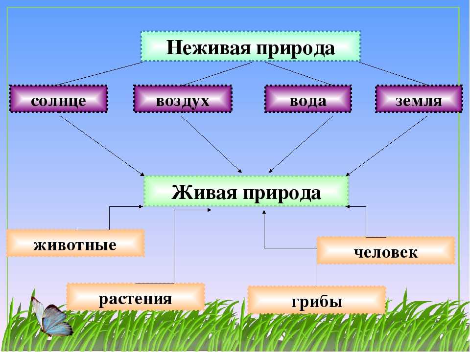 Схема окружающий мир 1 класс