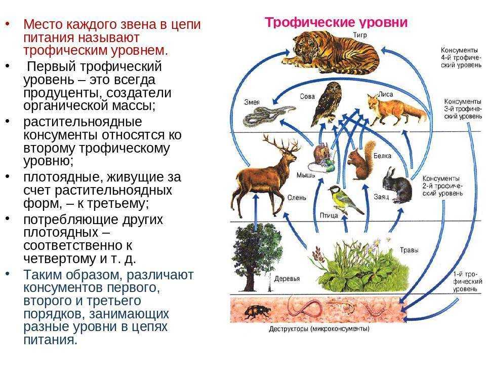 Графическое изображение соотношения между продуцентами консументами