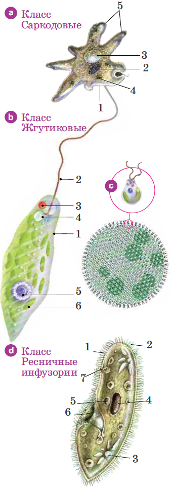 Простейшие саркодовые жгутиковые. Амеба эвглена инфузория таблица. Жгутиковая амеба. Саркодовые жгутиконосцы инфузории. Таблица Саркодовые жгутиковые инфузории.