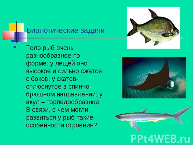 Какое тело у рыб. Форма тела рыб. Различные формы тела рыб. Стреловидная форма тела рыб. Торпедообразная форма тела у рыб.