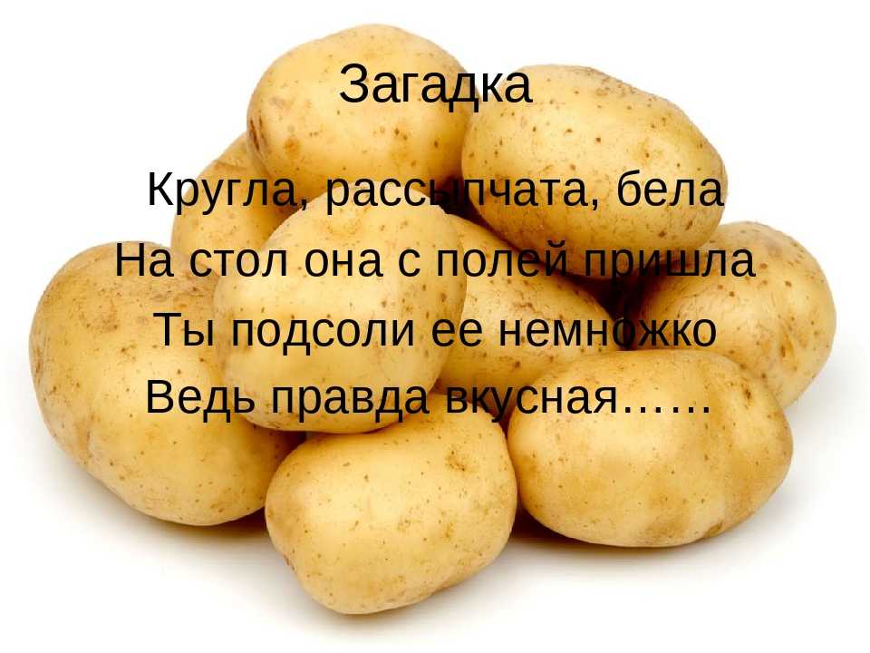 Включи про картошку. Загадка про картошку. Загадка про картофель. Загадка про картошку для детей. Загадка про картофель для детей.