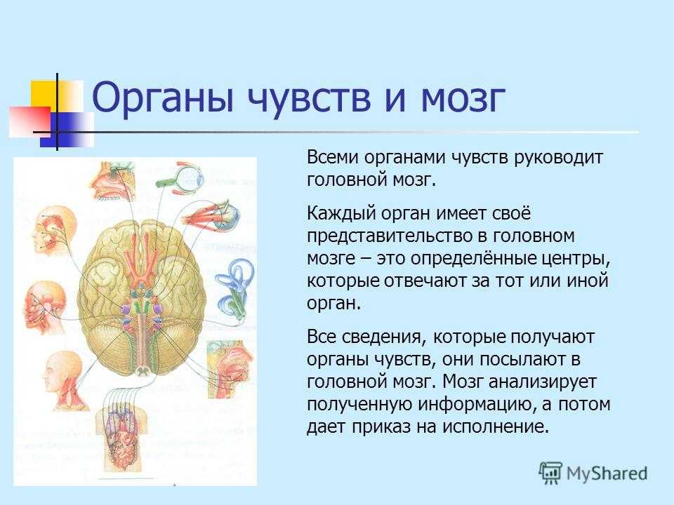 Органы чувств структура. Строение и работа органов чувств 3 класс окружающий. Доклад по окружающему миру 3 класс органы чувств человека. Презентация на тему органы чувств. Мозг и органы чувств.