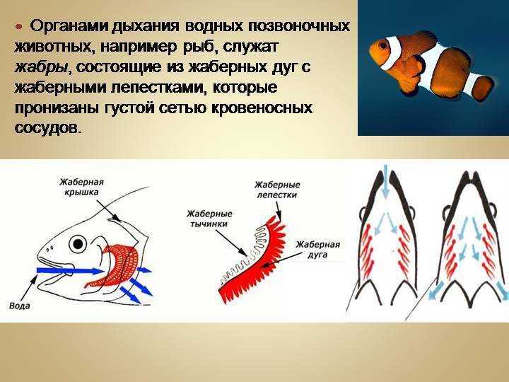 Особенности дыхания зверей. Строение дыхательной системы позвоночных. Дыхательная система рыб схема. Строение дыхательной системы рыб. Дыхательная система рыб жабры.