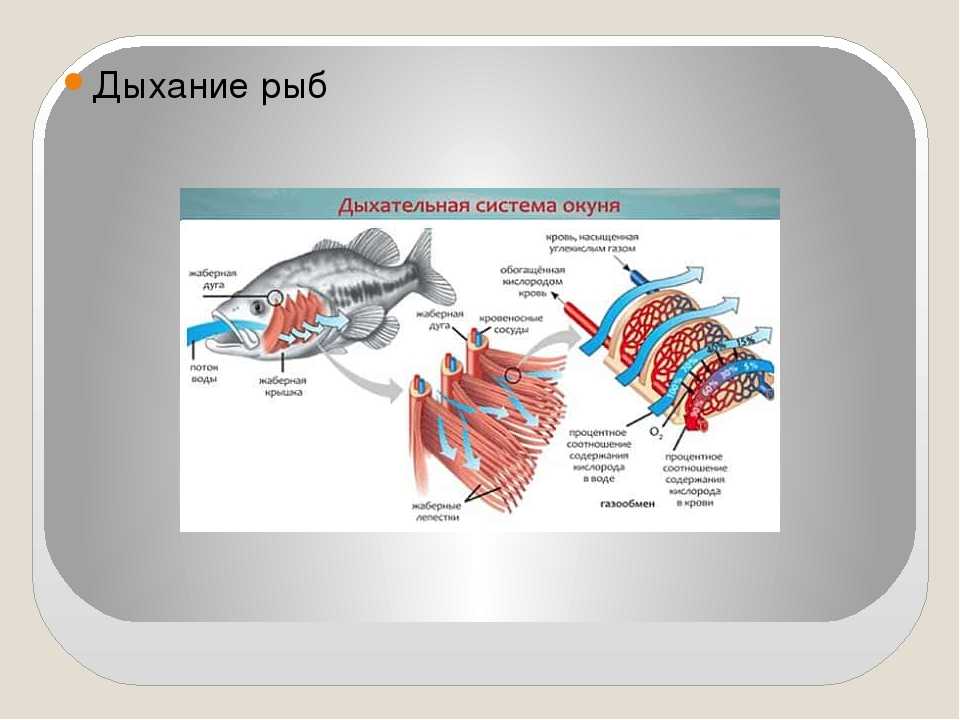 Рыба дышащая легкими. Органы дыхания рыб жабры. Система органов дыхания рыб схема. Строение дыхательной системы рыб. Система дыхания у рыб.