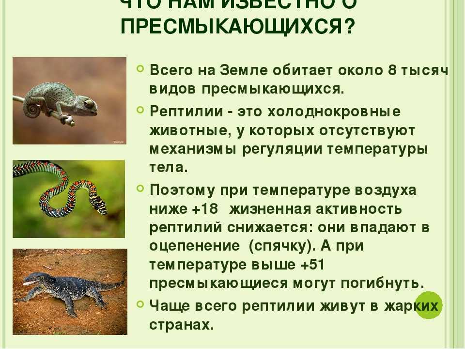 Сообщение о пресмыкающихся 2 класс окружающий мир. Пресмыкающиеся или рептилии рептилии. Факты о пресмыкающихся 3 класс. Пресмыкающиеся холоднокровные или нет. Пресмыкающиеся интересные факты.