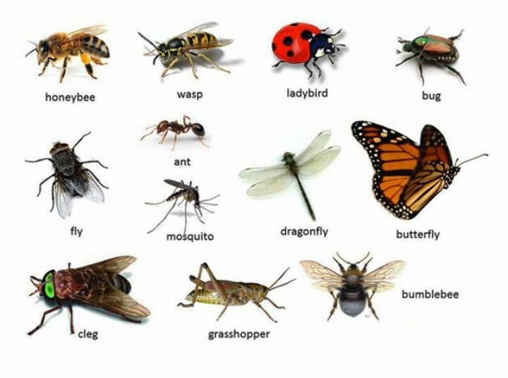 Виды насекомые список. Насекомые на английском языке. Насекомые названия. Насекомые для дошкольников. Насекомые с названиями для детей.
