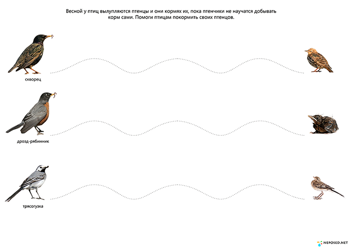 Задания в картинках для дошкольников по теме перелетные птицы
