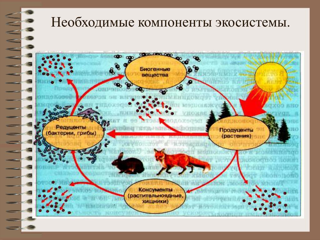 Географическое изображение соотношения между продуцентами консументами и редуцентами выраженное в