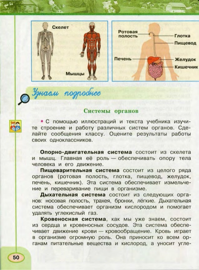 Организм человека окружающий. Организм человека система органов 3 класс окружающий мир. Система органов человека 3 класс окружающий мир Плешаков. Окружающий мир 3 класс учебник Плешаков тело человека. Строение тела человека система органов 3 класс перспектива.