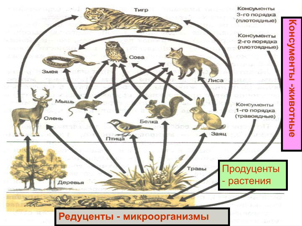 Схема пищевой сети лесного биоценоза ответы