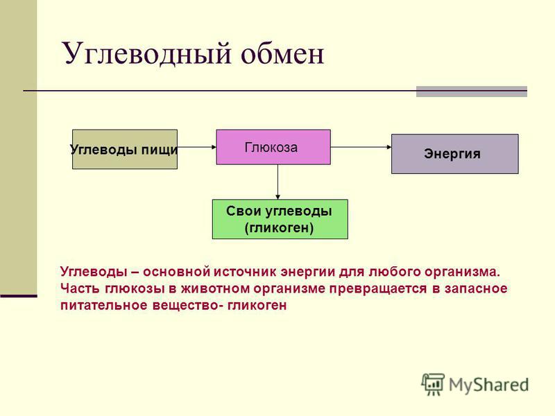 Роль в обмене веществ и энергии углеводов