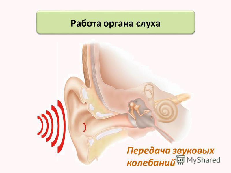 Передачи звуковой волны на слуховые рецепторы. Строение органа слуха. Уши орган слуха. Ухо человека - орган слуха. Орган слуха рисунок.