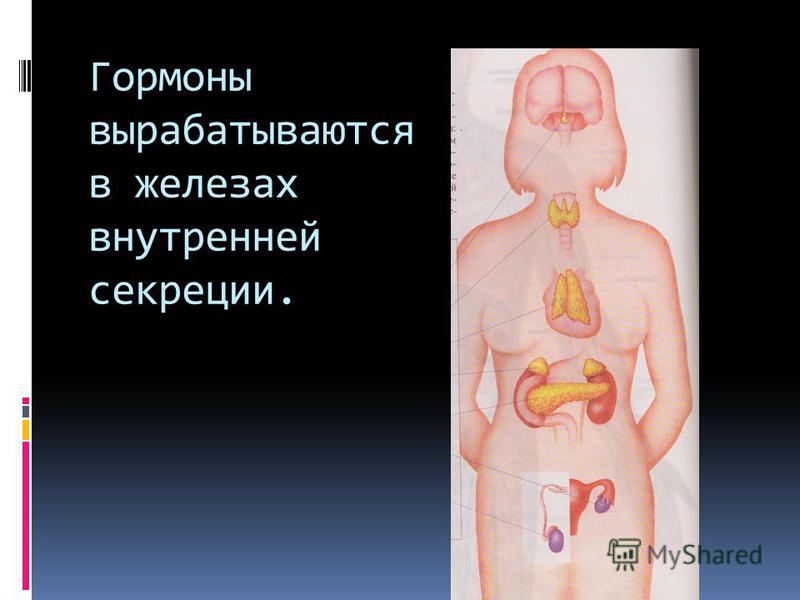 Презентация железы внутренней секреции и их функции 8 класс пасечник