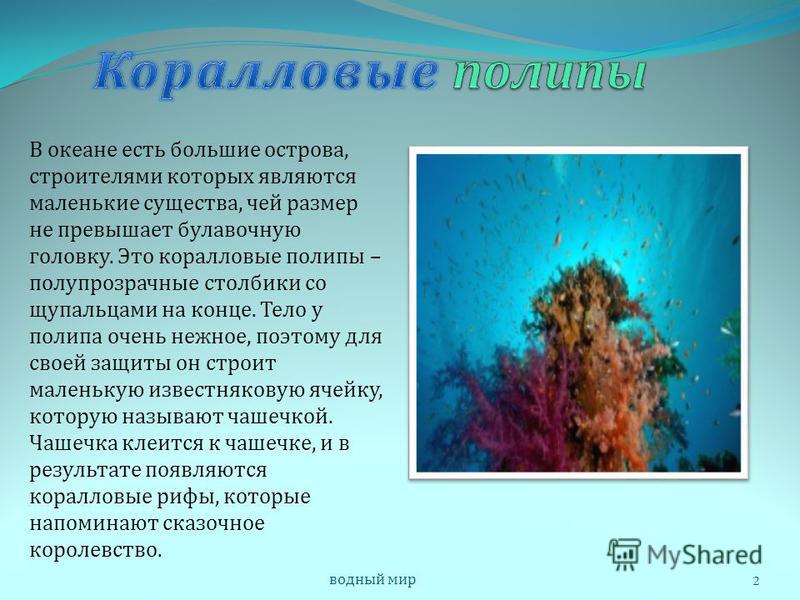 Коралловые полипы презентация