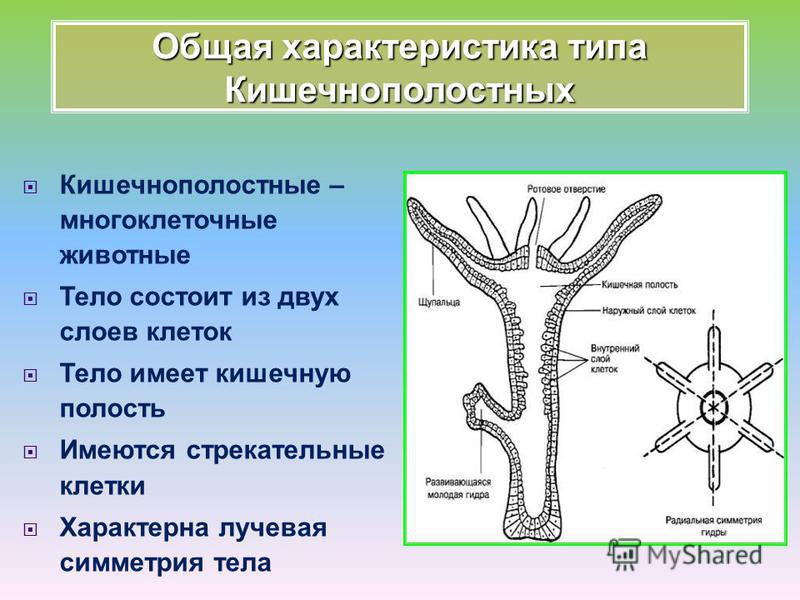 Кишечнополостные биология