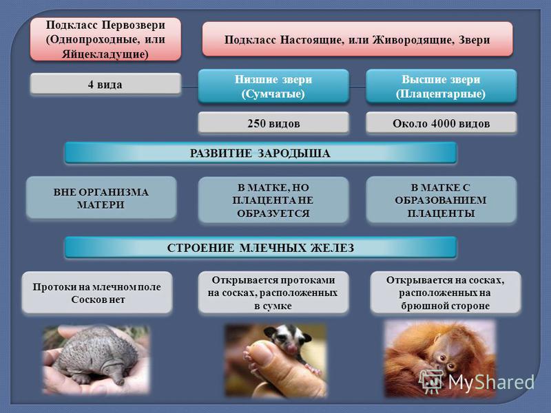 Признаки низших животных. Первозвери и плацентарные. Подкласс однопроходные Первозвери. Низшие животные. Первозвери и настоящие звери.