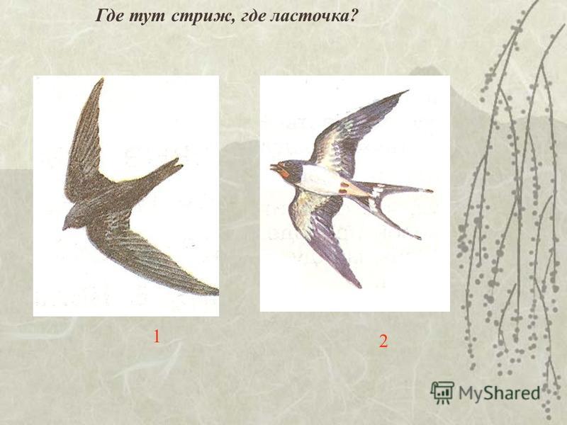 Сравни рисунки придумай рассказ о стриже или ласточке