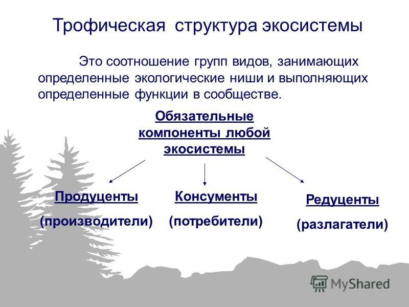 Продуценты редуценты консументы презентация