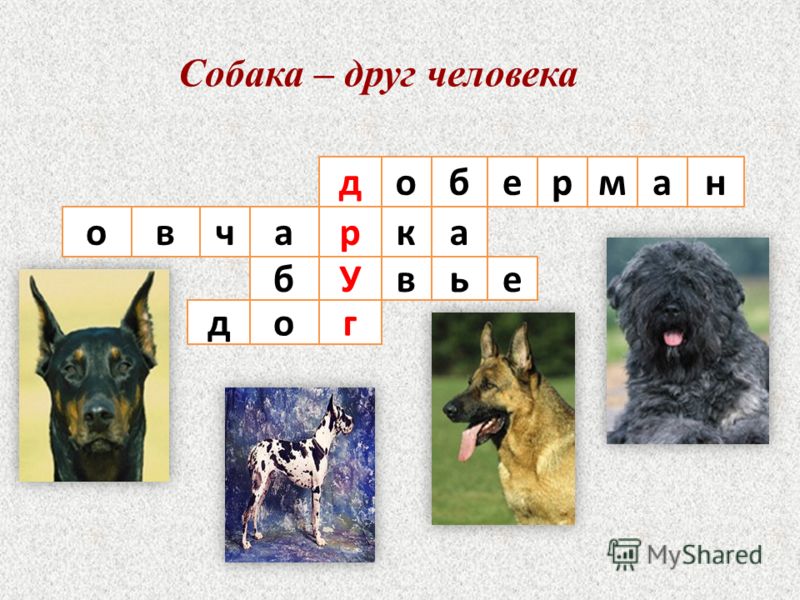 Породы собак задание. Кроссворд породы собак. Детский кроссворд про собак. Кроссворд на тему собаки. Сканворд по породам собак.