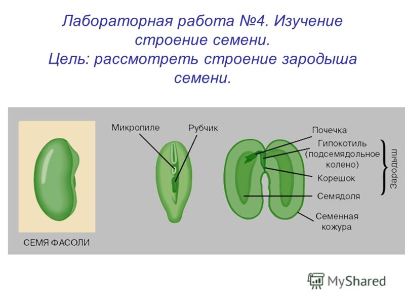 Изображение фасоли в разрезе