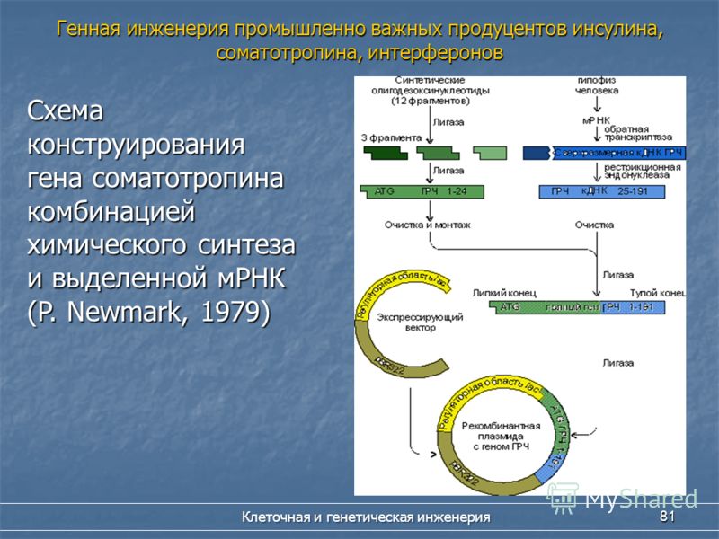 Создание бактериальных клеток способных синтезировать инсулин