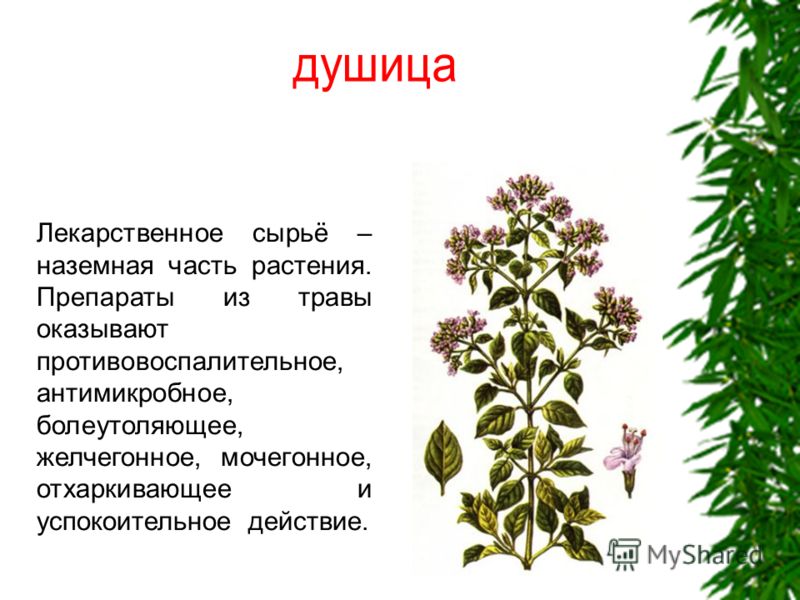 Лекарственные травы описание растение. Лекарственные растения. Характеристика лекарственных растений. Лекарственные травы и их названия. Целебные травы и их названия.