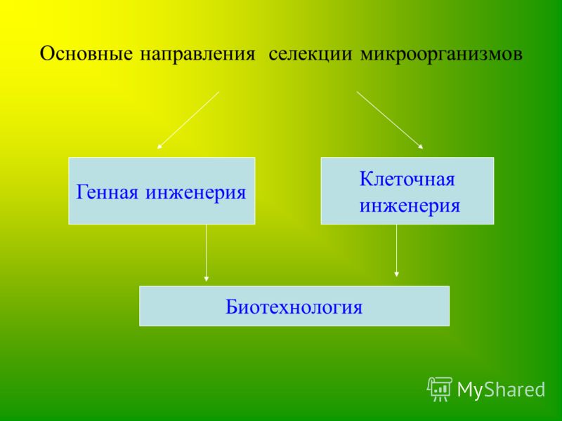 Генная и клеточная инженерия 10 класс биология презентация