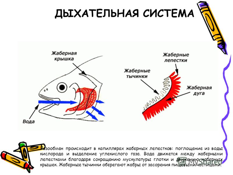 Дыхание рыб схема