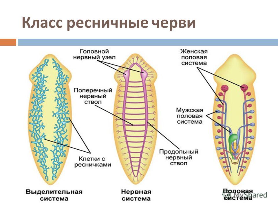 Системы органов ресничных червей