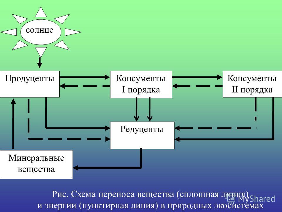 Отличия консументов от редуцентов