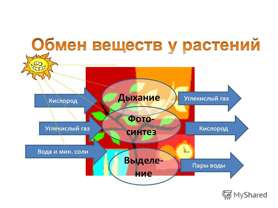 Обмен веществ в растении 6 класс рисунок