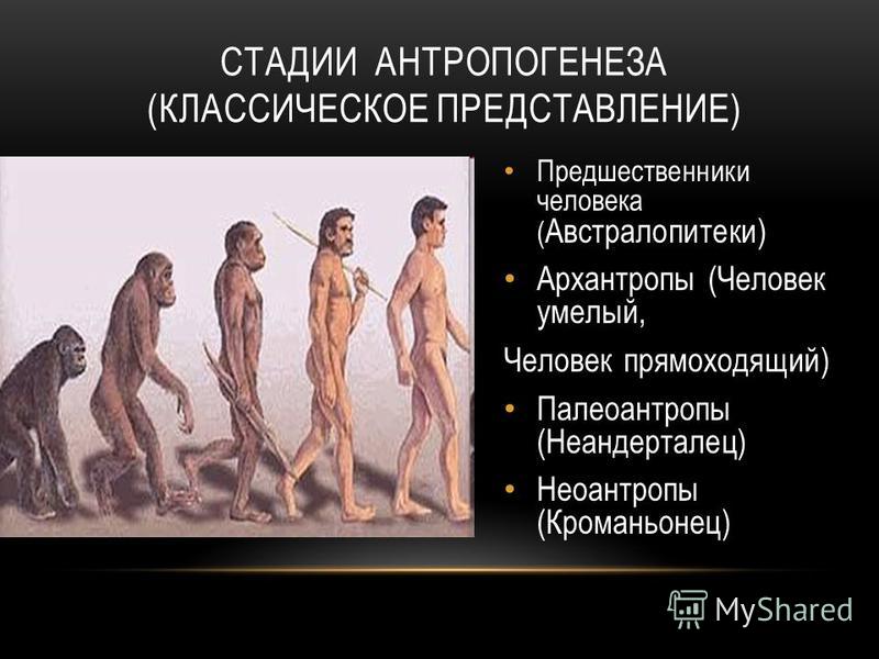 Древнейшие представители