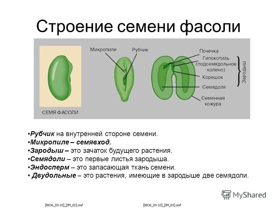 Почечка функции. Строение семян 6 класс биология семядоля. Зародыш семени фасоли строение 6 класс биология. Строение семени фасоли эндосперм. Строение семени микропиле.