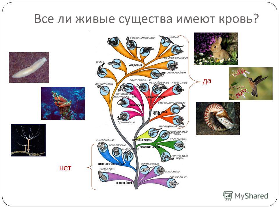 Названия живых существ. Схема живые существа. Классификация живых организмов. Живое существо это в биологии. Классификация живых организмов схема.