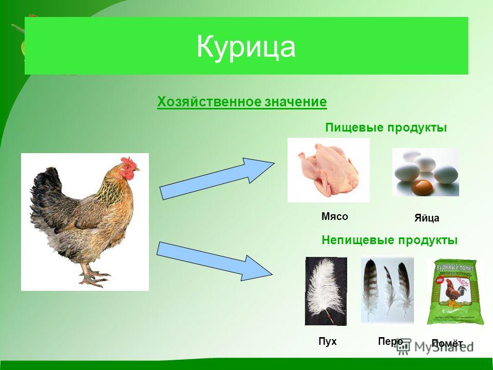 Куры значение. Польза от домашних птиц. Значение домашних птиц. Домашние птицы в жизни человека. Домашние птицы польза.