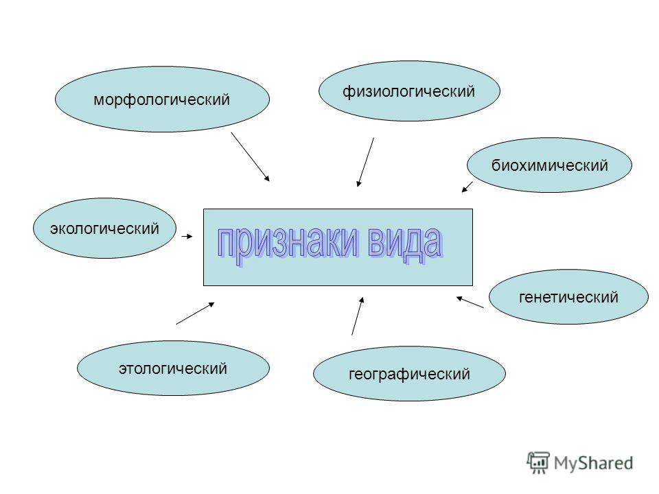 Презентация критерии вида