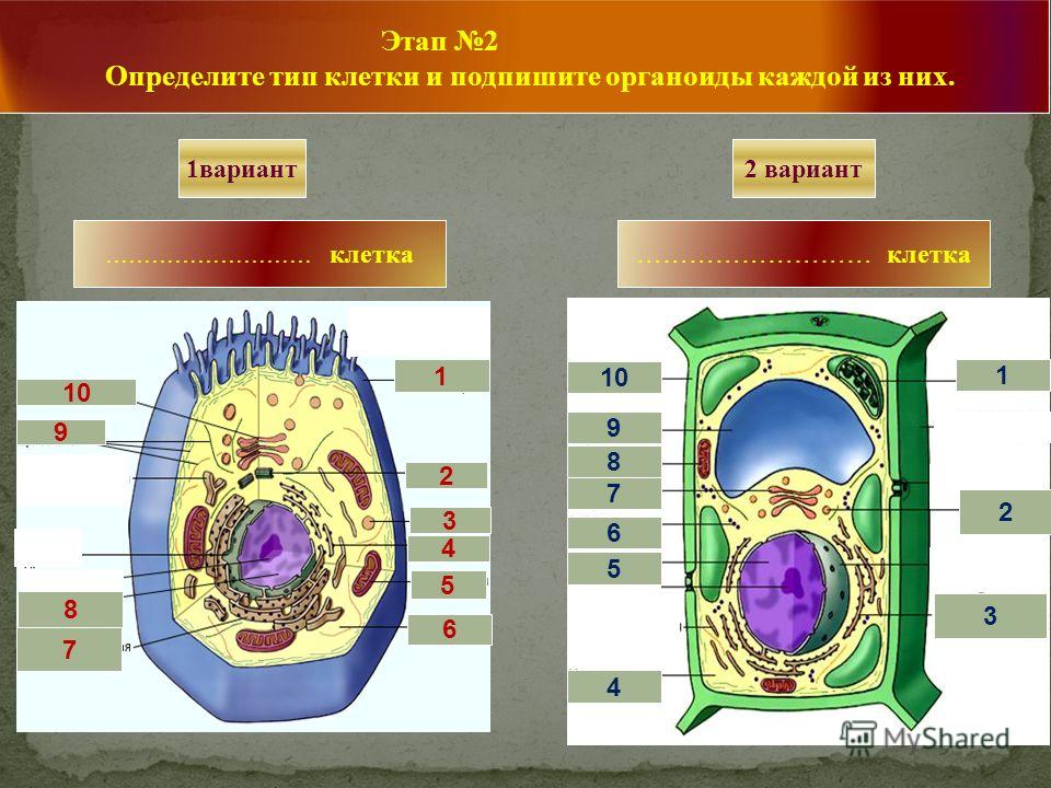 Животная клетка виды. Строение клетки. Строение клетки 10 класс. Клетка биология строение. Строение животной клетки.