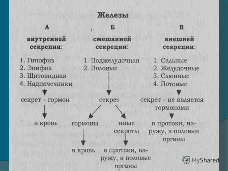 Схема железы внутренней секреции и их функции