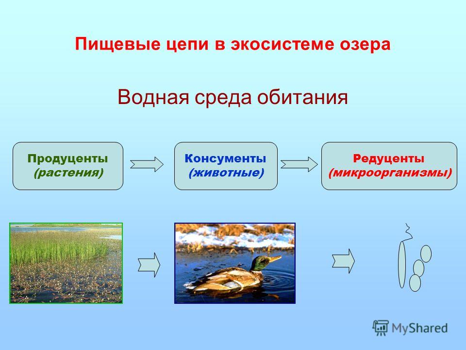 Консументы болота. Пищевая цепь питания редуценты консументы. Пищевая цепочка экосистемы. Цепь водной экосистемы. Пищевая экосистема озера.