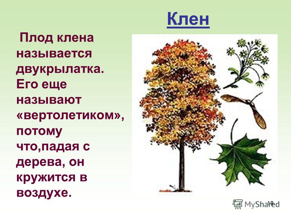 Деревья 2 класс окружающий мир. Строение плоды дерева клён. Клен дерево 2 класс. Клен дерево описание семена. Строение клена.