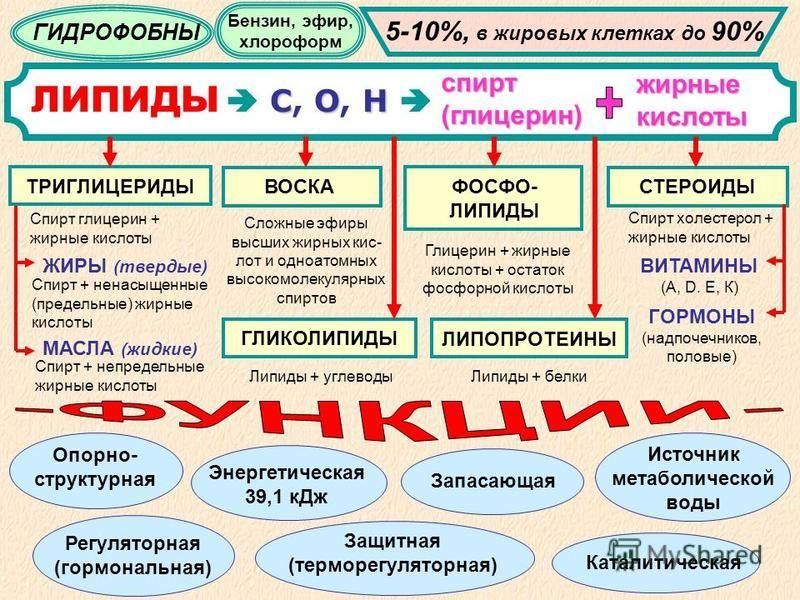 Белки липиды функции