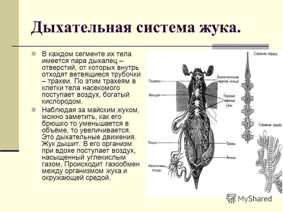 Какая особенность строения дыхательной системы головастиков. Система дыхания майского жука. Дыхательная система майского жука. Майский Жук строение органы дыхания. Органы система органы дыхания майского жука.