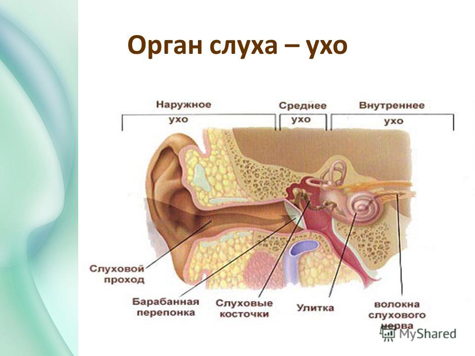 Тест по теме орган слуха 8 класс. Орган слуха анатомия уха строение. Строение уха человека биология. Орган слуха наружное ухо среднее ухо внутреннее ухо.