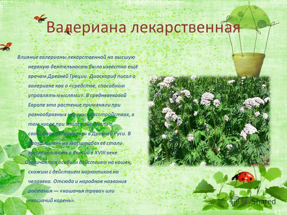 Домашние лекарственные растения фото и описание