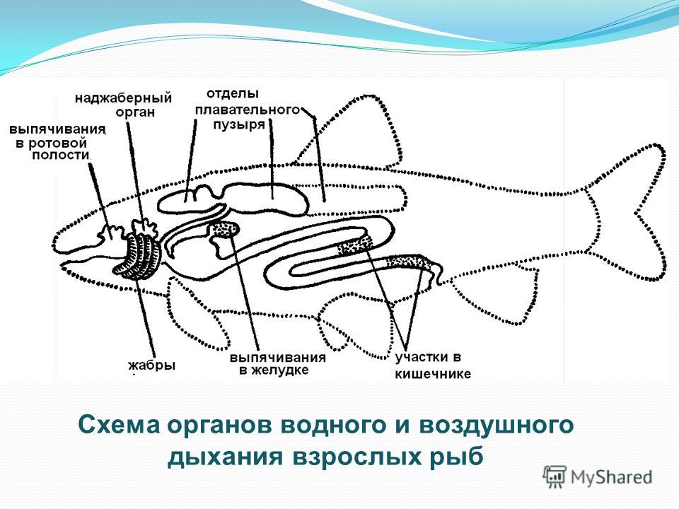 Схема дыхательная система рыб - 97 фото