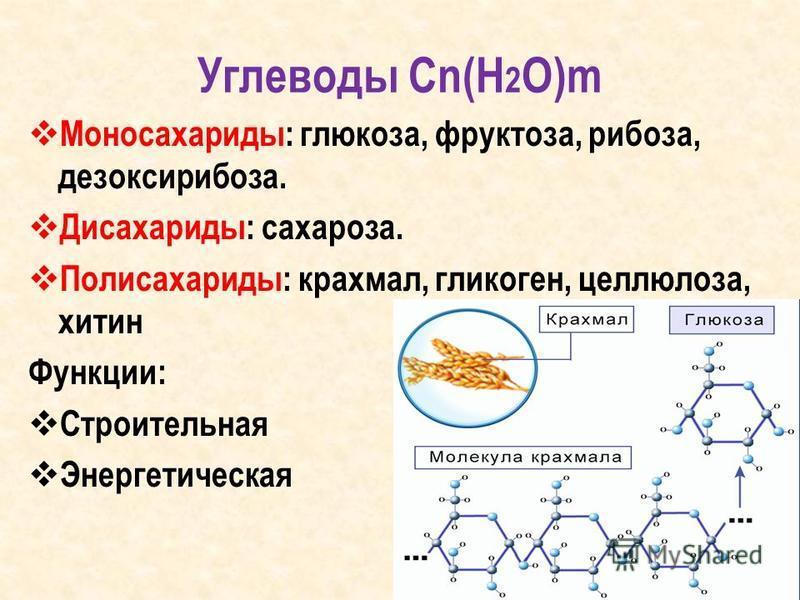 Углеводы моносахариды презентация