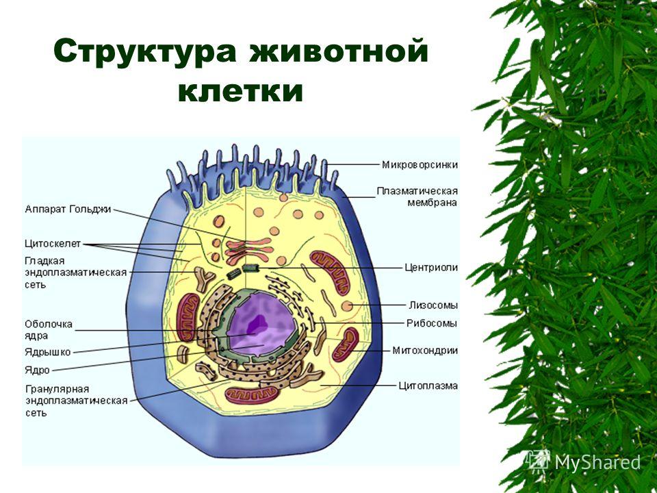 Структура биологии